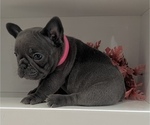 Puppy Sophie French Bulldog