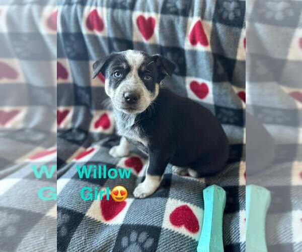 Medium Photo #6 Alaskan Malamute Puppy For Sale in Aurora, IN, USA