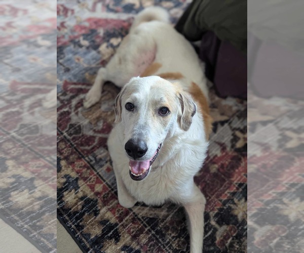 Medium Photo #4 Great Pyrenees-Unknown Mix Puppy For Sale in Bountiful, UT, USA