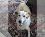 Small #3 Great Pyrenees Mix