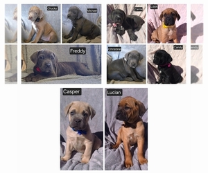 Cane Corso Puppy for Sale in MINERAL WELLS, West Virginia USA