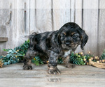 Small #2 Cocker Spaniel