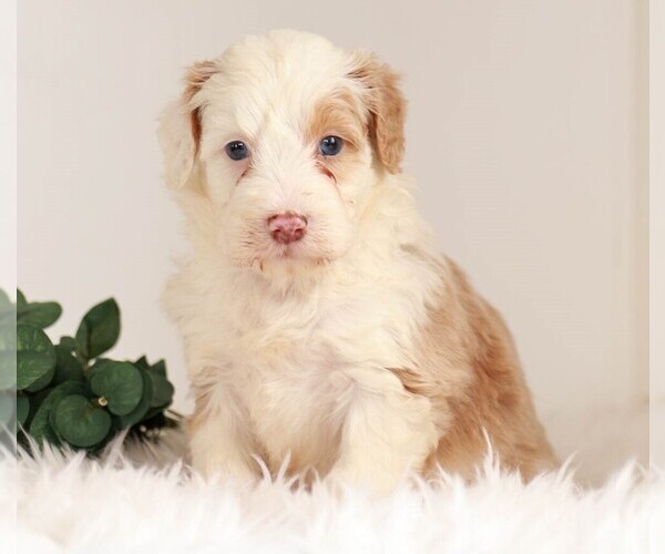 Medium Photo #1 Miniature Bernedoodle Puppy For Sale in KILLINGER, PA, USA