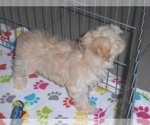 Small Photo #12 Havanese-Poodle (Toy) Mix Puppy For Sale in ORO VALLEY, AZ, USA