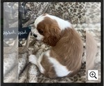 Small #2 Cavalier King Charles Spaniel