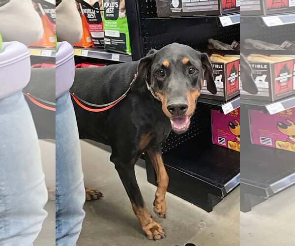 Medium Photo #18 Doberman Pinscher Puppy For Sale in Buffalo, MN, USA