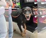 Small Photo #18 Doberman Pinscher Puppy For Sale in Buffalo, MN, USA