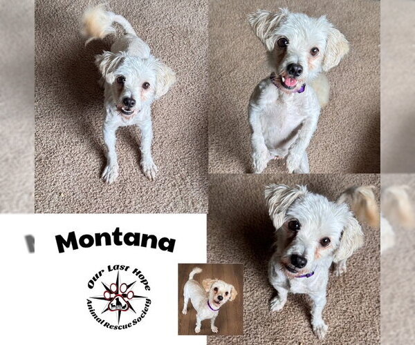 Medium Photo #1 Maltipoo (Miniature) Puppy For Sale in Princeton, British Columbia, Canada
