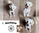 Small Maltipoo (Miniature)