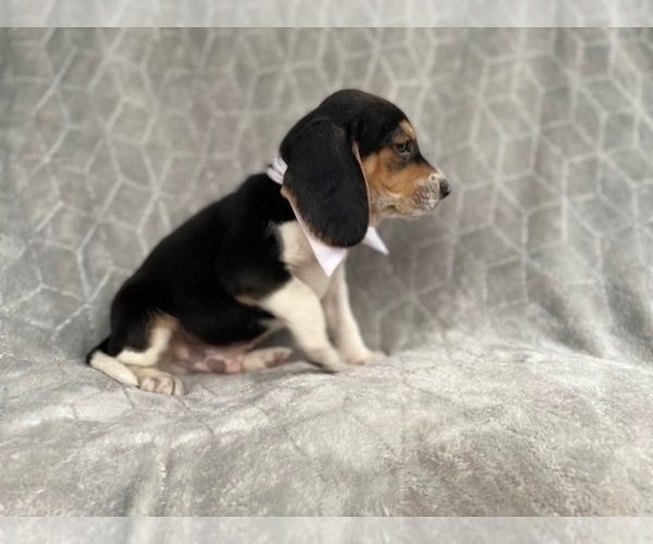 Medium Photo #7 Beagle Puppy For Sale in LAKELAND, FL, USA