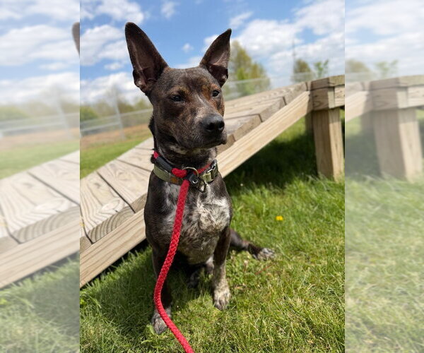 Medium Photo #1 Mutt Puppy For Sale in Pierceton , IN, USA