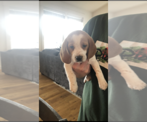 Beagle Puppy for sale in SALEM, OR, USA