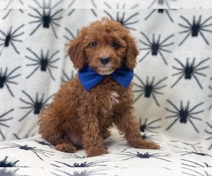 Cavapoo Puppy for sale in LAKELAND, FL, USA