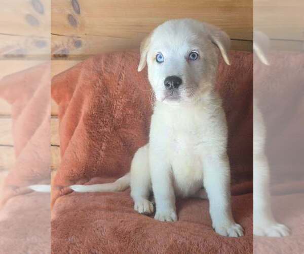 Medium Photo #2 Great Pyrenees-Unknown Mix Puppy For Sale in Brewster, NY, USA