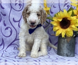 Goldendoodle Puppy for sale in LANCASTER, PA, USA