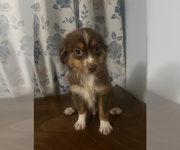 Medium Photo #7 Miniature Australian Shepherd Puppy For Sale in DURHAM, CT, USA