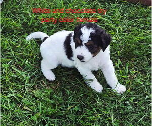 Bernedoodle (Miniature) Puppy for sale in DETROIT, MI, USA