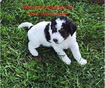Dolly - Female Bernedoodle (Miniature) Puppy for Sale - Small photo