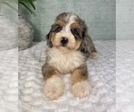 Small #2 Bernedoodle (Miniature)
