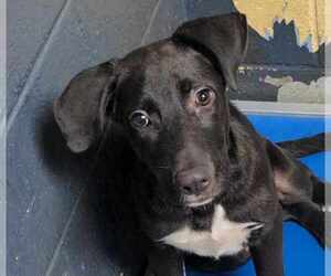 Great Pyrenees-Unknown Mix Dogs for adoption in Anniston, AL, USA