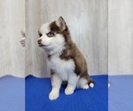 Small Photo #4 Pomsky Puppy For Sale in BELLEVUE, IA, USA