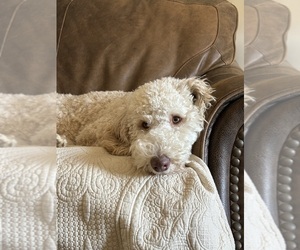 Mother of the Goldendoodle mix (+ Poodle Standard) puppies born on 02/26/2026