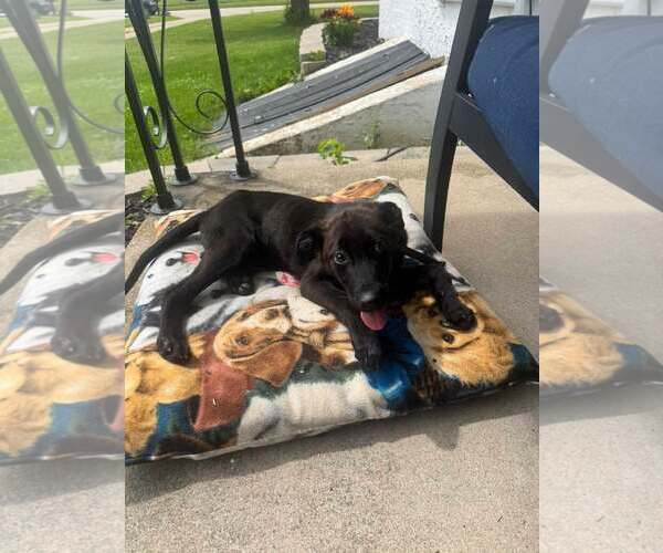Medium Photo #3 Labrador Retriever-Unknown Mix Puppy For Sale in New London, WI, USA
