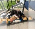 Small #2 Labrador Retriever Mix