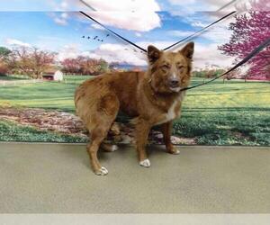 Australian Shepherd-Unknown Mix Dogs for adoption in Moreno Valley, CA, USA