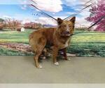 Small Australian Shepherd Mix