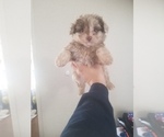 Small Photo #10 Aussiedoodle Puppy For Sale in SPENCER, TN, USA
