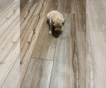 Small Photo #28 Goldendoodle Puppy For Sale in LASCASSAS, TN, USA
