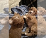 Puppy Puppy 2 Goldendoodle (Miniature)