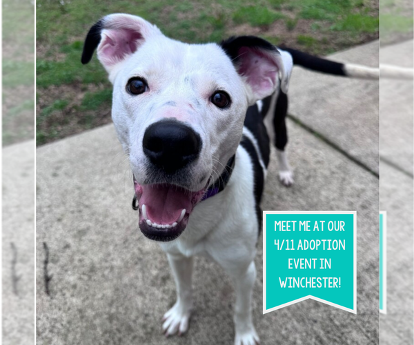 Medium Photo #1 Border Collie-Unknown Mix Puppy For Sale in Boston, MA, USA