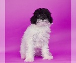 Puppy 2 Poodle (Toy)-Shorkie Tzu Mix