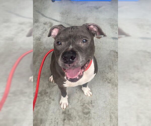 Medium Photo #1 American Staffordshire Terrier-Unknown Mix Puppy For Sale in Palmetto, FL, USA