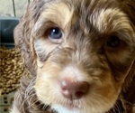Puppy Meg  RESERVED Labrador Retriever