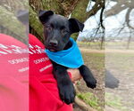 Small #4 Labrador Retriever Mix