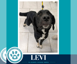 Small Photo #3 Labrador Retriever-Unknown Mix Puppy For Sale in Kimberton, PA, USA