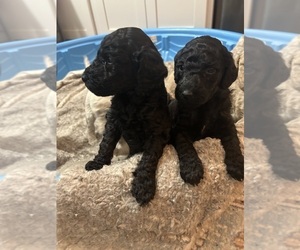 Poodle (Standard) Litter for sale in MEMPHIS, TN, USA