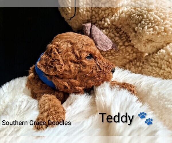 Medium Photo #12 Goldendoodle (Miniature) Puppy For Sale in GASTONIA, NC, USA