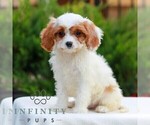 Small #2 Cavapoo (Miniature)
