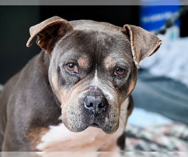 Medium Photo #4 American Bulldog-Unknown Mix Puppy For Sale in Chattanooga, TN, USA