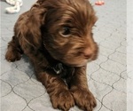 Small #3 YorkiePoo