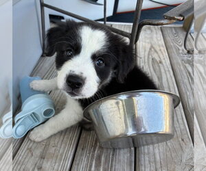Collie-Labrador Retriever Mix Dogs for adoption in Royal Palm Beach, FL, USA