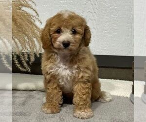 Bichpoo Puppy for sale in ARTHUR, IL, USA