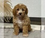 Image preview for Ad Listing. Nickname: Linsey