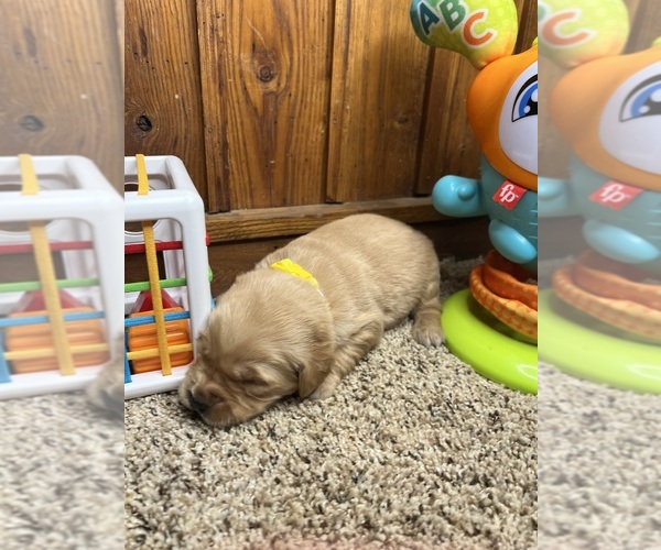 Medium Photo #14 Golden Retriever Puppy For Sale in NEOLA, WV, USA