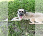 Small #3 Mutt