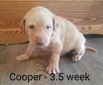 Puppy 1 Labrador Retriever